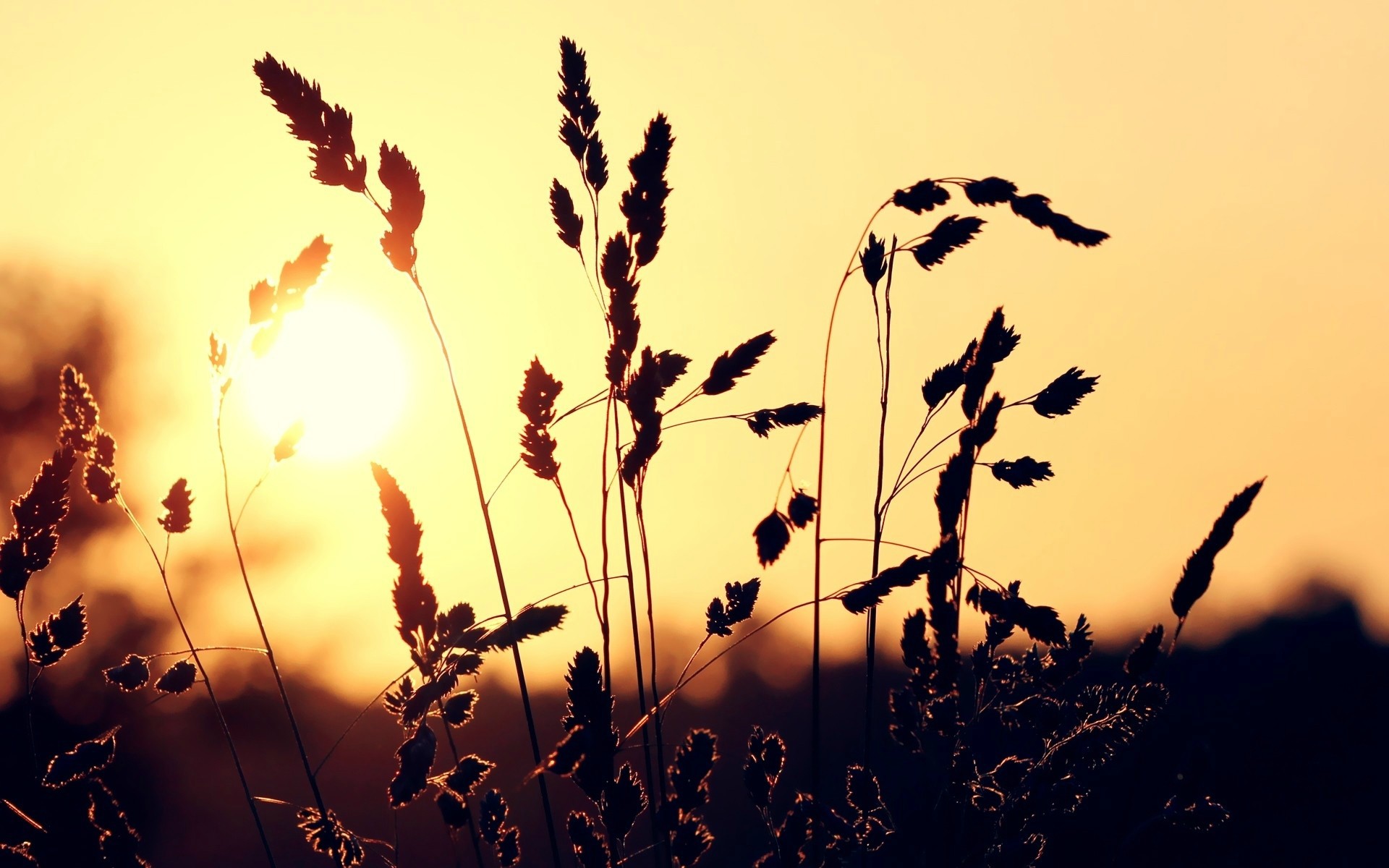 1920 x 1080 HD Wallpapers 2085